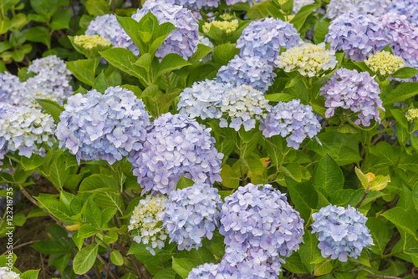 Obraz Blue Hydrangea Flower