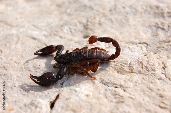 Obraz scorpion
