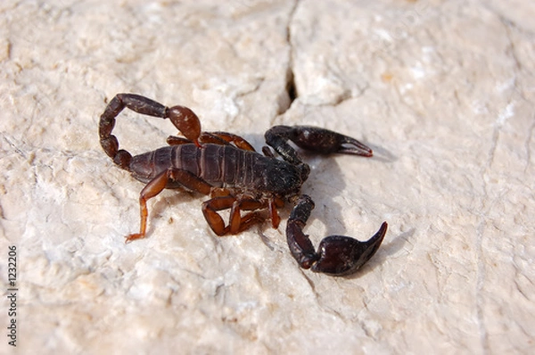 Obraz scorpion
