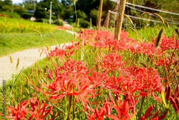 Fototapeta 彼岸花