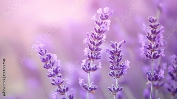 Fototapeta A serene pastel lavender background with delicate streaks of soft white, evoking a peaceful and calm environment.