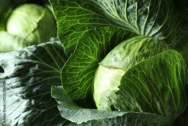Fototapeta Ripe heads of cabbages as background, closeup