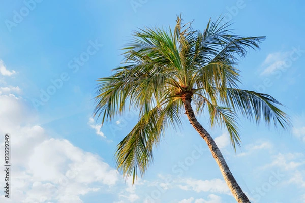 Fototapeta California palm trees in vintage style