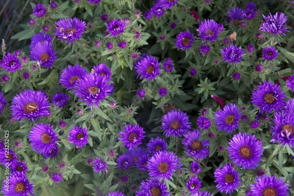 Fototapeta Herbstblumen