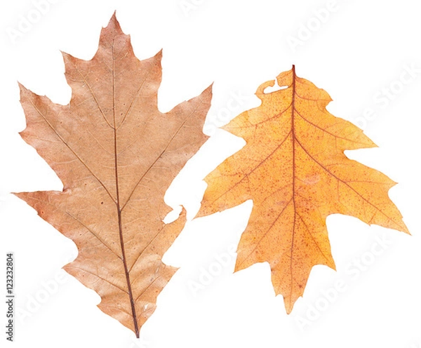 Obraz Set of autumn leaves isolated