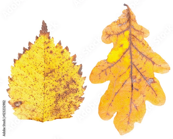 Obraz Set of autumn leaves isolated