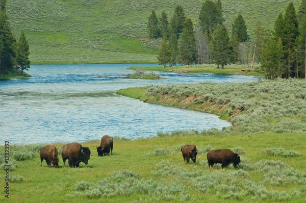Obraz yellowstone bison