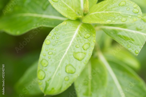 Obraz 緑の水滴を帯びた葉っぱ