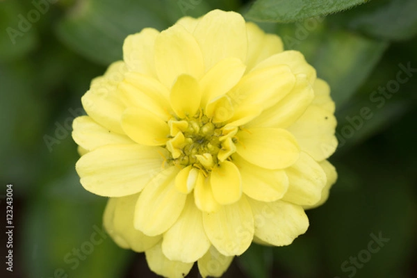 Obraz 水滴を帯びた花