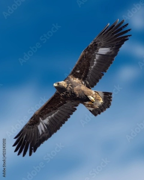 Obraz A majestic golden eagle soars high in the clear blue sky, its wings spread wide catching the wind. A stunning sight of this powerful bird of prey, a symbol of freedom and the majesty of nature. 
