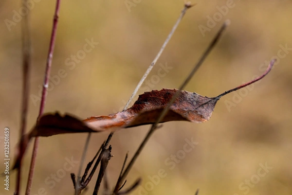 Fototapeta autumn leaf