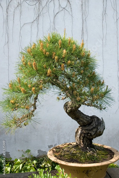 Obraz Sosna Bonsai