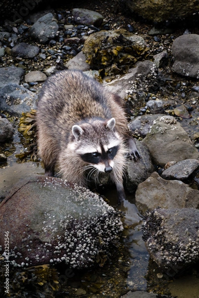 Fototapeta Raccoon in Stanley Park