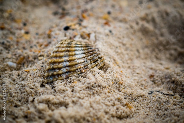Fototapeta Shell in Sand