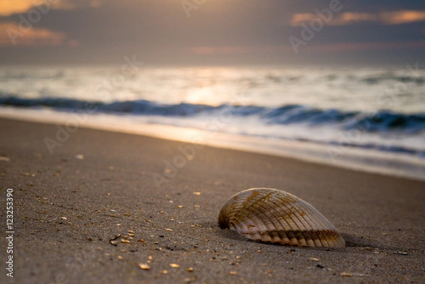 Fototapeta Shell on Beach at Sunrise