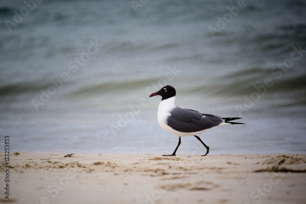 Fototapeta Bird Walking on Beach