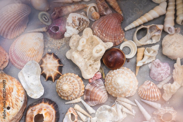 Obraz Display of seashells collected from a tropical beach