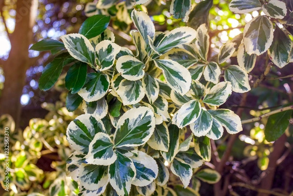 Fototapeta Close-up of variegated Japanese Euonymus (Euonymus japonicus 'Variegatus') with lush green and creamy white leaves, illuminated by natural sunlight in a garden setting. 