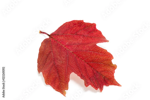 Fototapeta red leaf viburnum isolated on white background