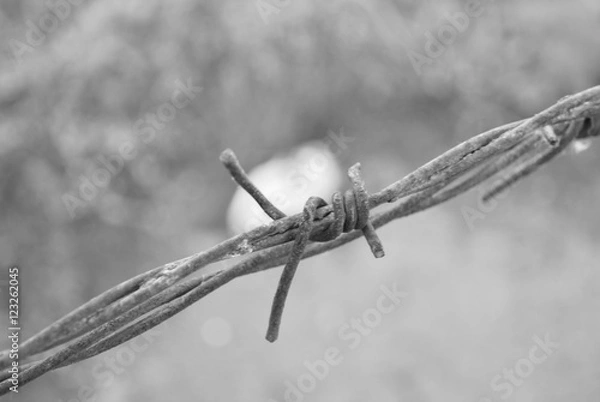 Fototapeta barbed wire