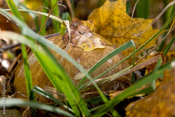 Obraz Boletus edulis or cep penny bun porcino or king bolete.