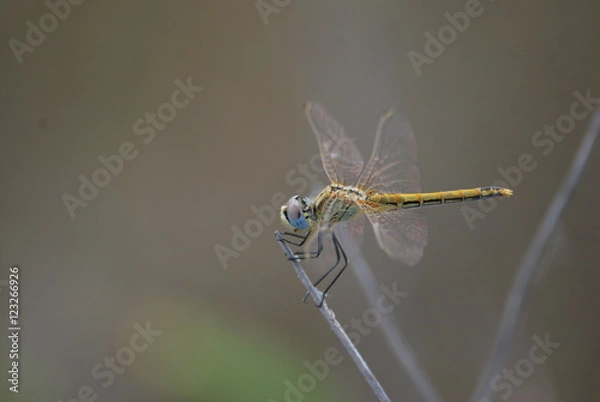 Fototapeta Dragonfly sitting on a branch