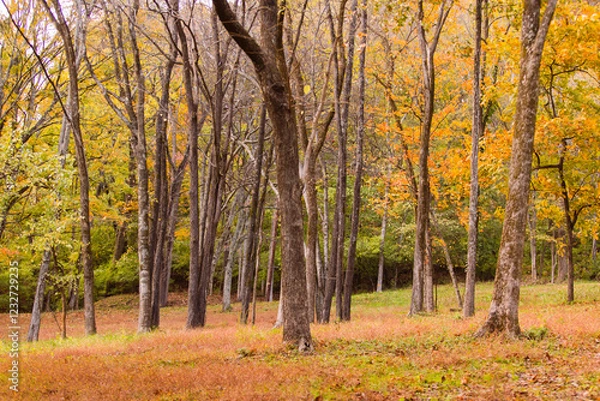 Obraz Nature at sunset