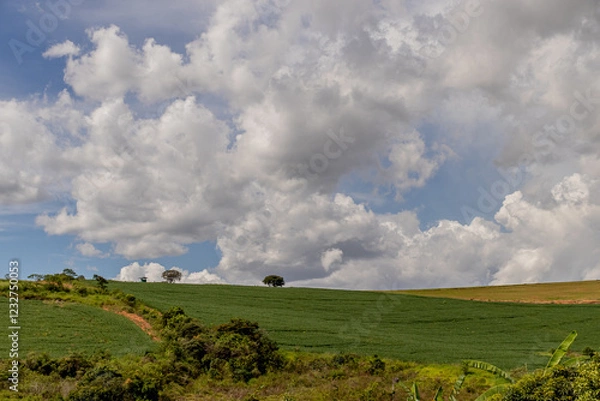 Obraz field and blue sky