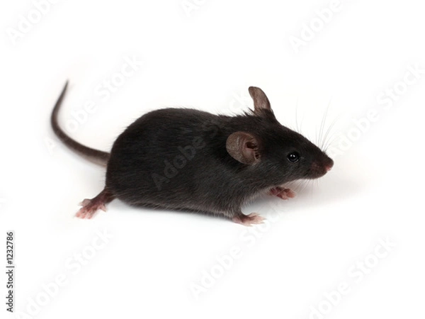 Obraz little mouse
