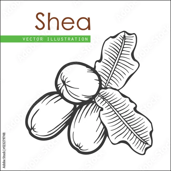 Obraz shea nuts_black