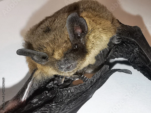 Obraz close-up of a bat looking towards the camera