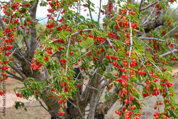 Fototapeta Red cherries on tree orchard in Teruel Spain