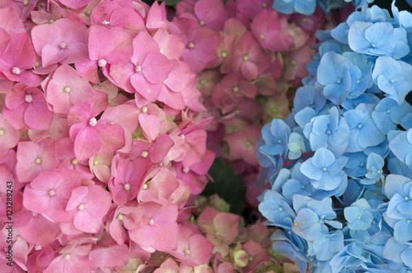 Obraz Hydrangeas