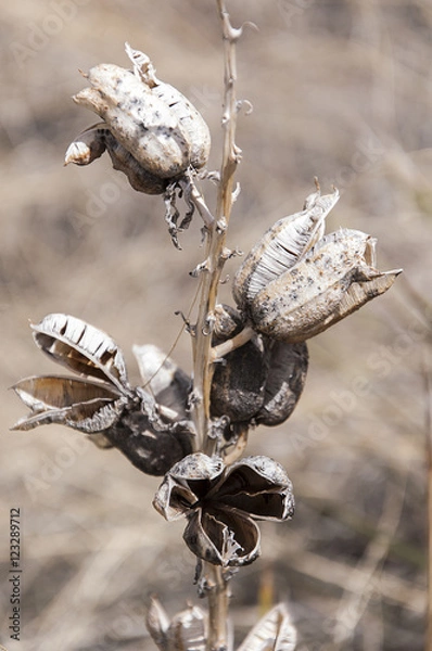 Obraz Desert Roses