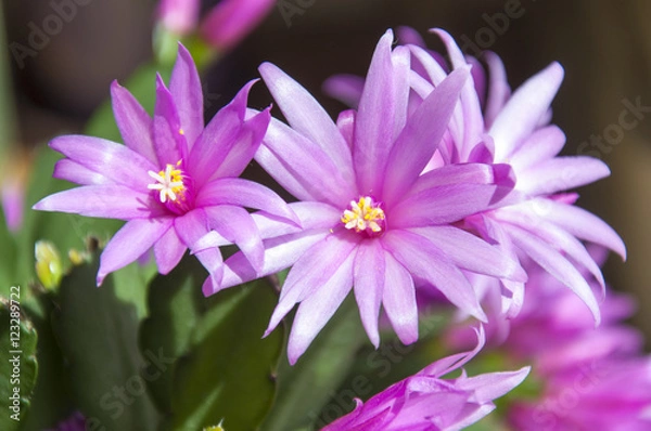 Obraz Star Flowers