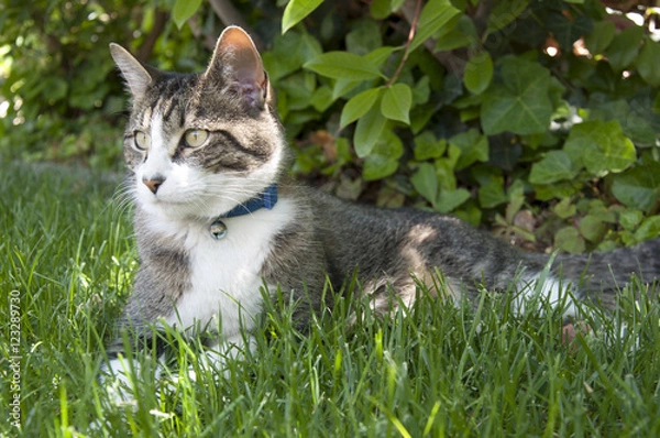 Obraz Cat in the Grass