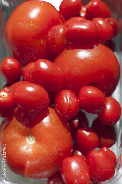Obraz Tomatoes