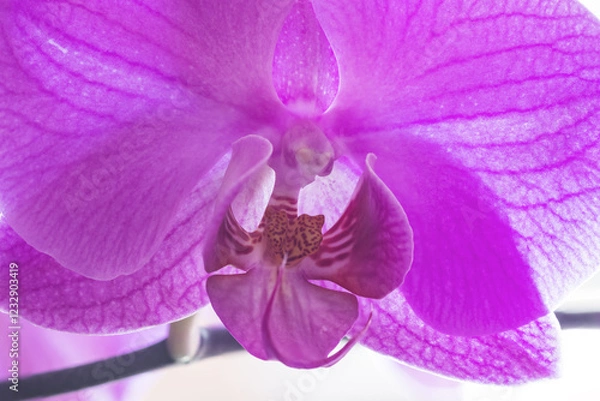 Fototapeta Macro photograph of a vibrant purple orchid displaying the stunning texture of its petals and the striking patterns of its heart, set against a luminous background