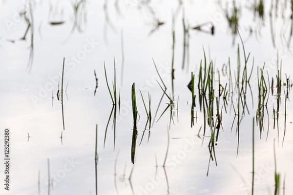 Obraz grass in water at sunset