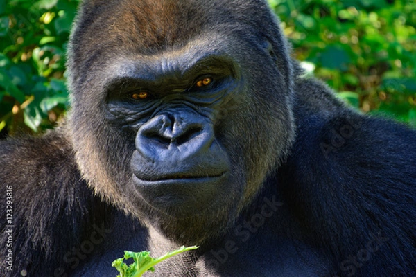 Obraz Samiec goryla nizinnego Silverback