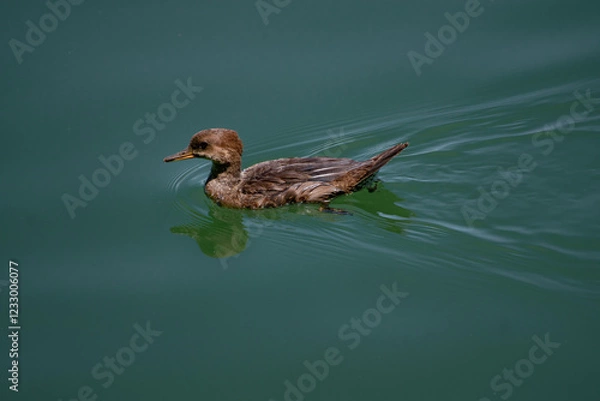 Fototapeta Baby duck in clear water