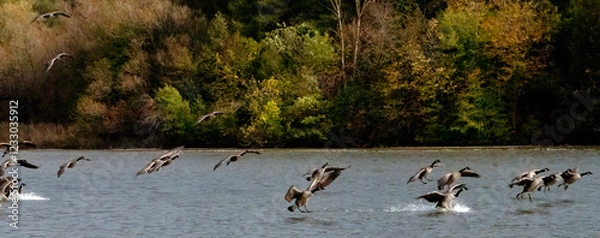 Fototapeta A flock of Canada Goose landing on a calm lake