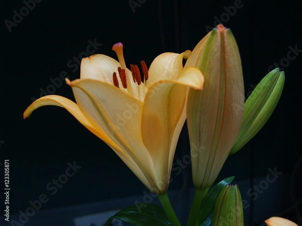 Fototapeta Zephyranthes lily flower. Common names for species in this genus include fairy , rainflower, zephyr , magic , Atamasco , madonna  and rain