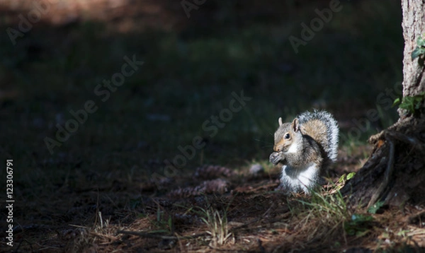 Fototapeta Scoiattolo.