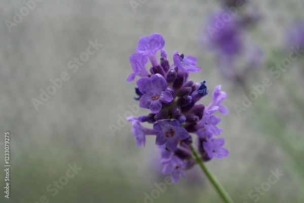 Obraz Lavender flowers