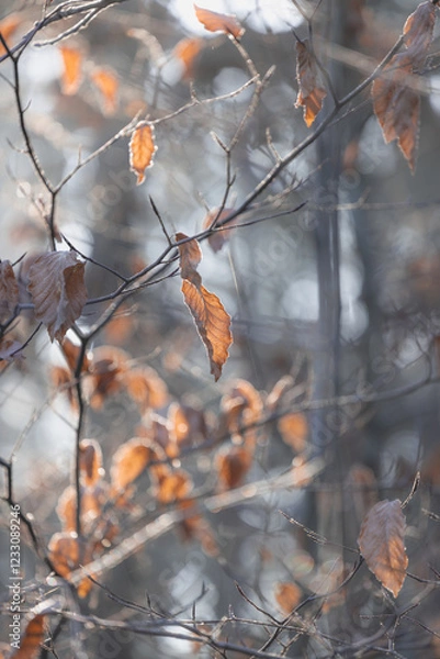 Obraz Frosty Morning in the Forest – A Winter’s Embrace