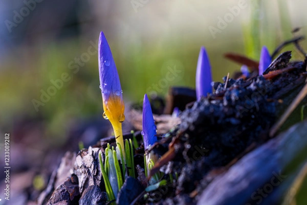 Obraz Spring Awakening – Blooming Crocuses in the Sun