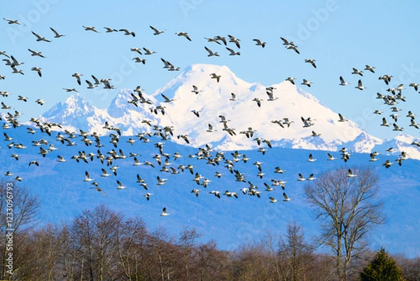 Fototapeta Flock of snow geese fly in front of distant Mount Baker in winter while wintering in the Skagit Valley
