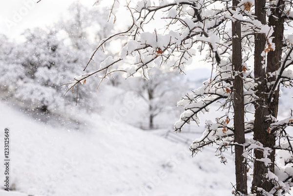Obraz A beautiful snow scene in the mountains.  Fresh snow is falling and covering the trees.