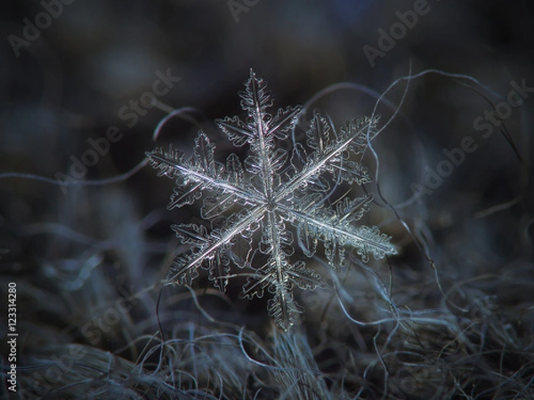 Fototapeta Snowflake on dark textured background: macro photo of real snow crystal on black woolen fabric in natural light. This is large snowflake of "fernlike stellar dendrite" type.